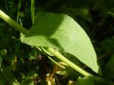 Pulmonaria mollis