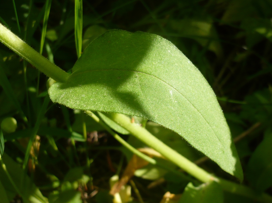 Image of Pulmonaria mollis specimen.