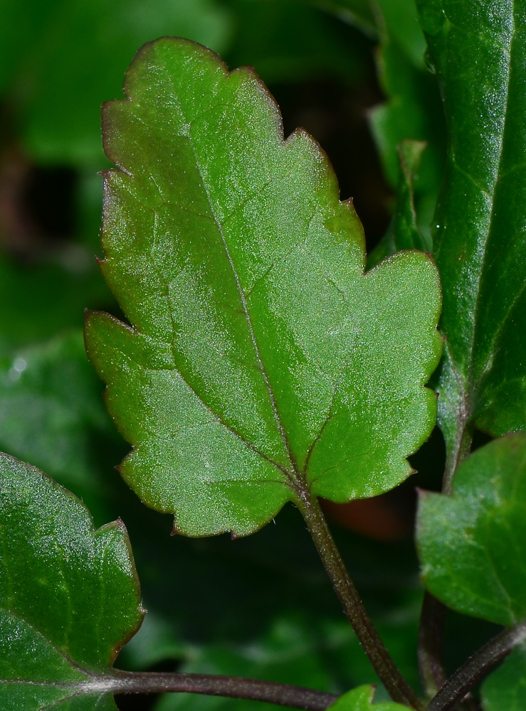 Image of Clematis cirrhosa specimen.