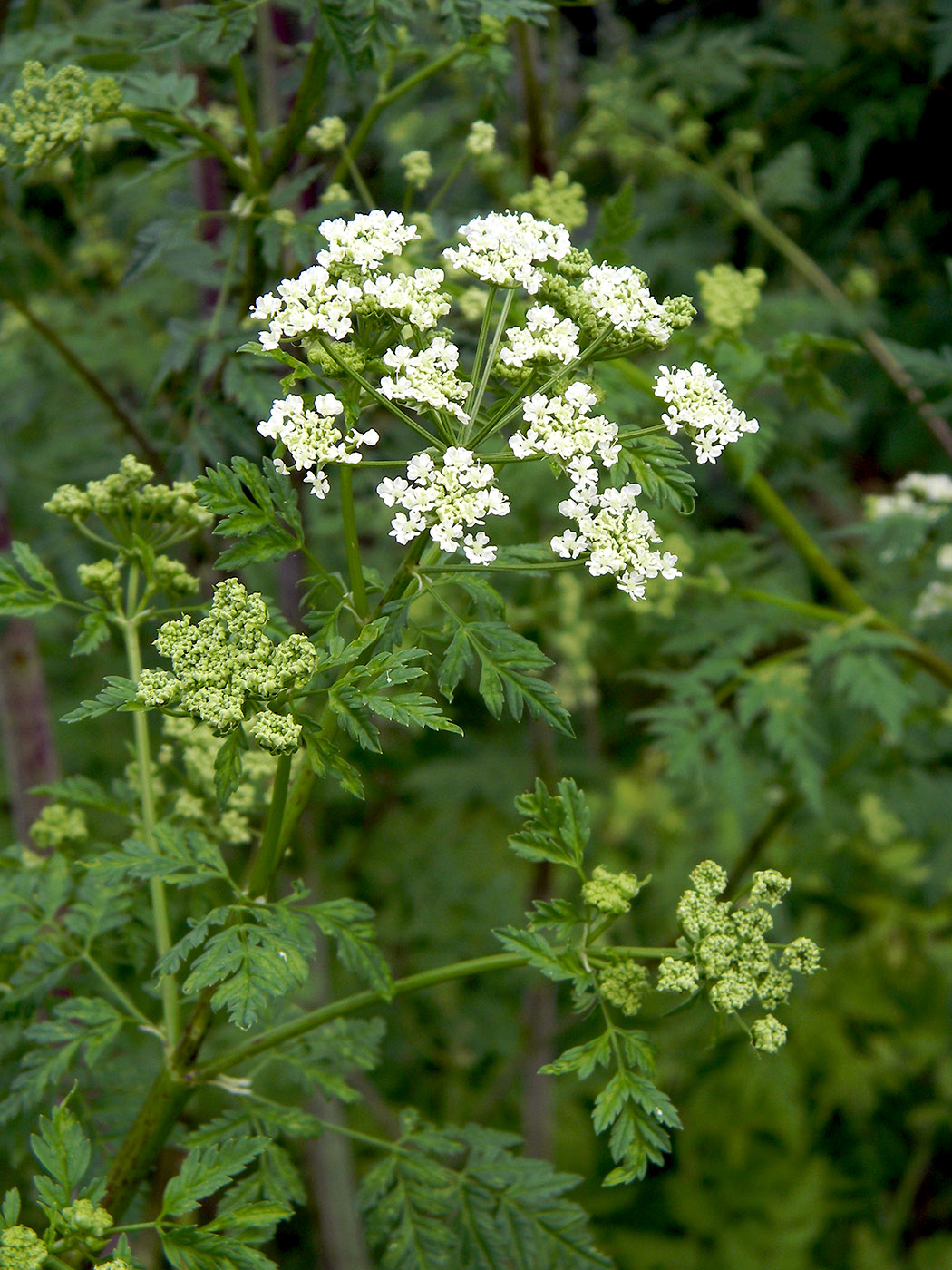 Изображение особи Conium maculatum.