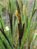 Carex elata. Соцветие с раскрывающимися мужскими цветками. ФРГ, Нижняя Саксония, Ольденбург, ботанический сад Ольденбургского университета. 7 апреля 2007 г.