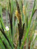 Carex elata