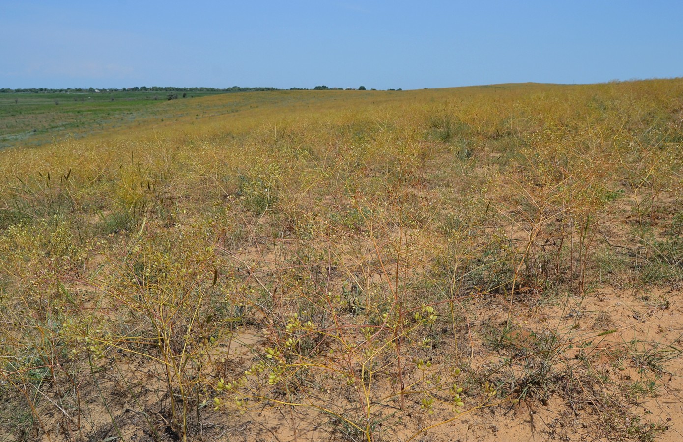 Image of Ferula caspica specimen.