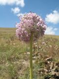 Allium turkestanicum