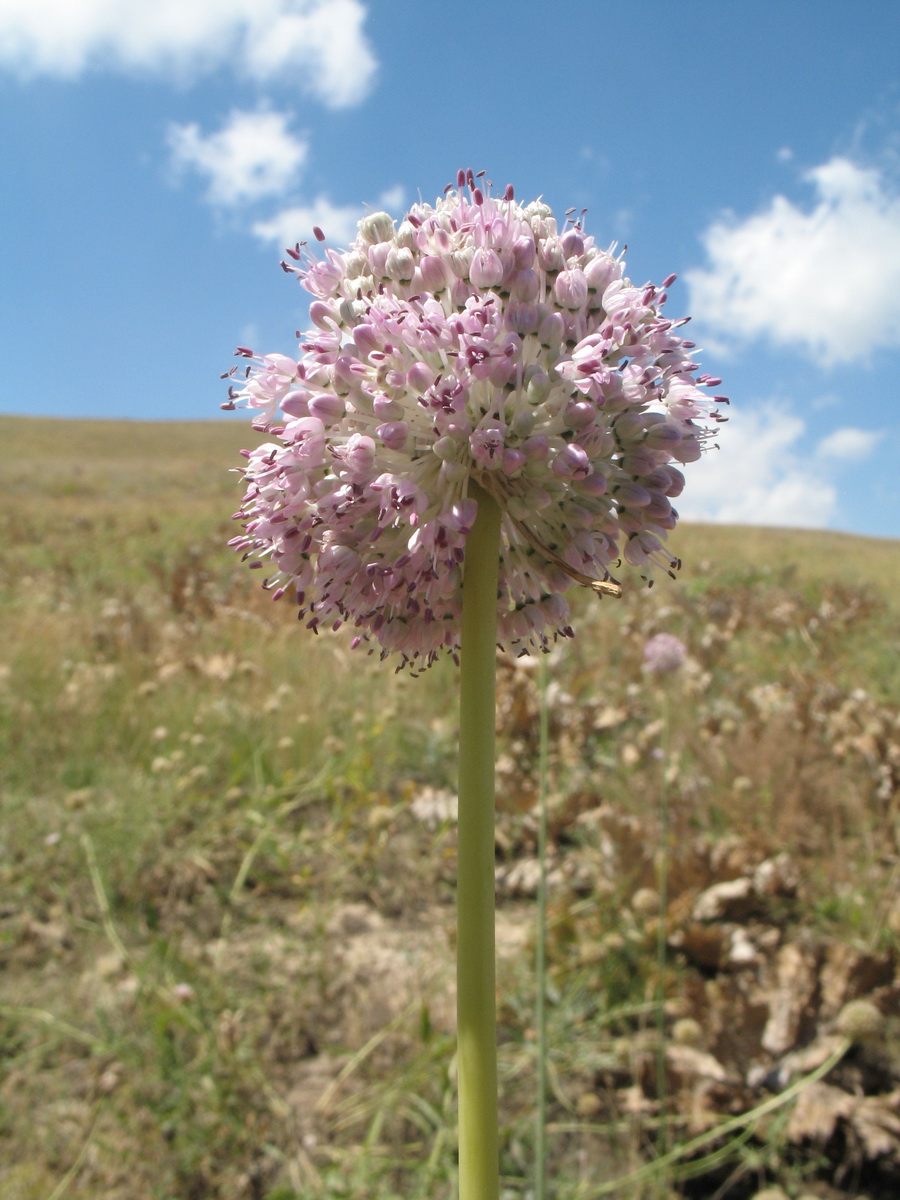 Image of Allium turkestanicum specimen.