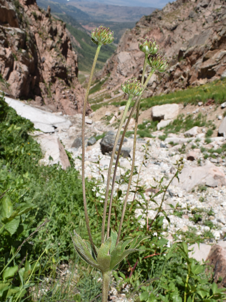 Image of Anemonastrum protractum specimen.