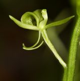 Image of taxon representative. Author is Вера Волкотруб