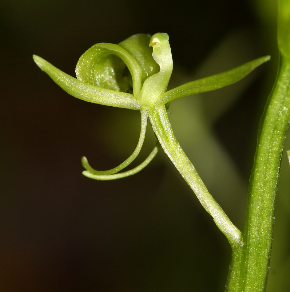 Image of Liparis kumokiri specimen.