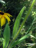 Rudbeckia hirta