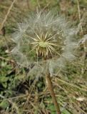 Taraxacum serotinum. Соплодие с частично облетевшими семянками. Крым, Тарханкутский п-ов, балка Большой Кастель, степной склон. 15 июля 2016 г.