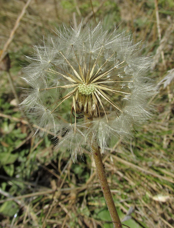 Изображение особи Taraxacum serotinum.