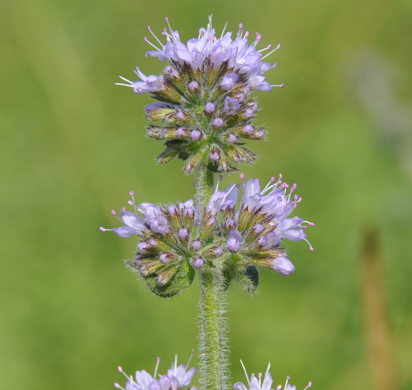 Image of Mentha aquatica specimen.