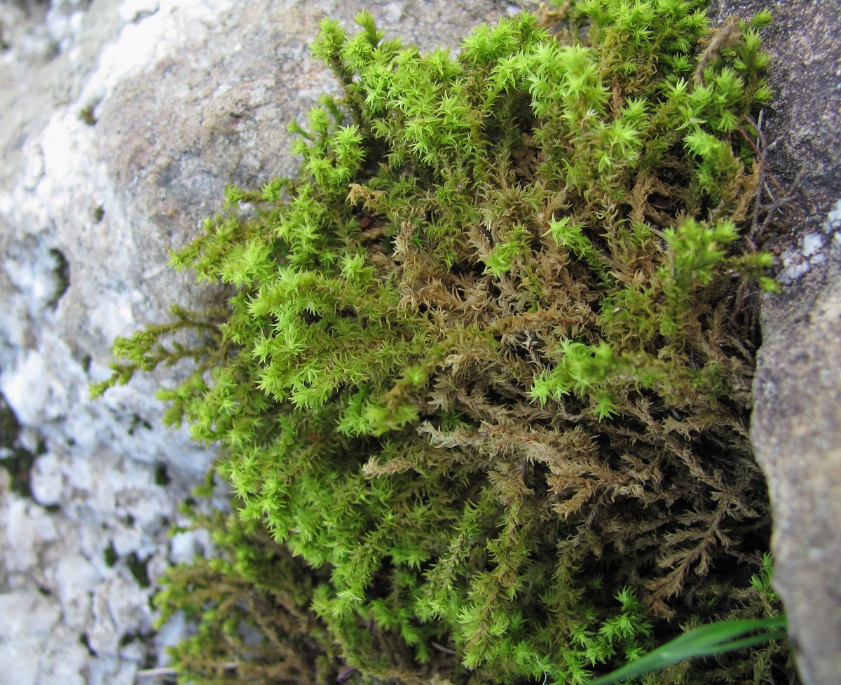 Image of genus Niphotrichum specimen.