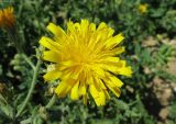 Picris hieracioides