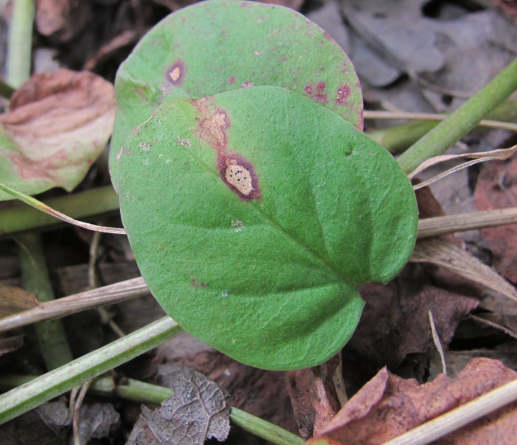 Изображение особи Lysimachia nummularia.