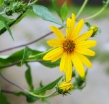 Helianthus tuberosus