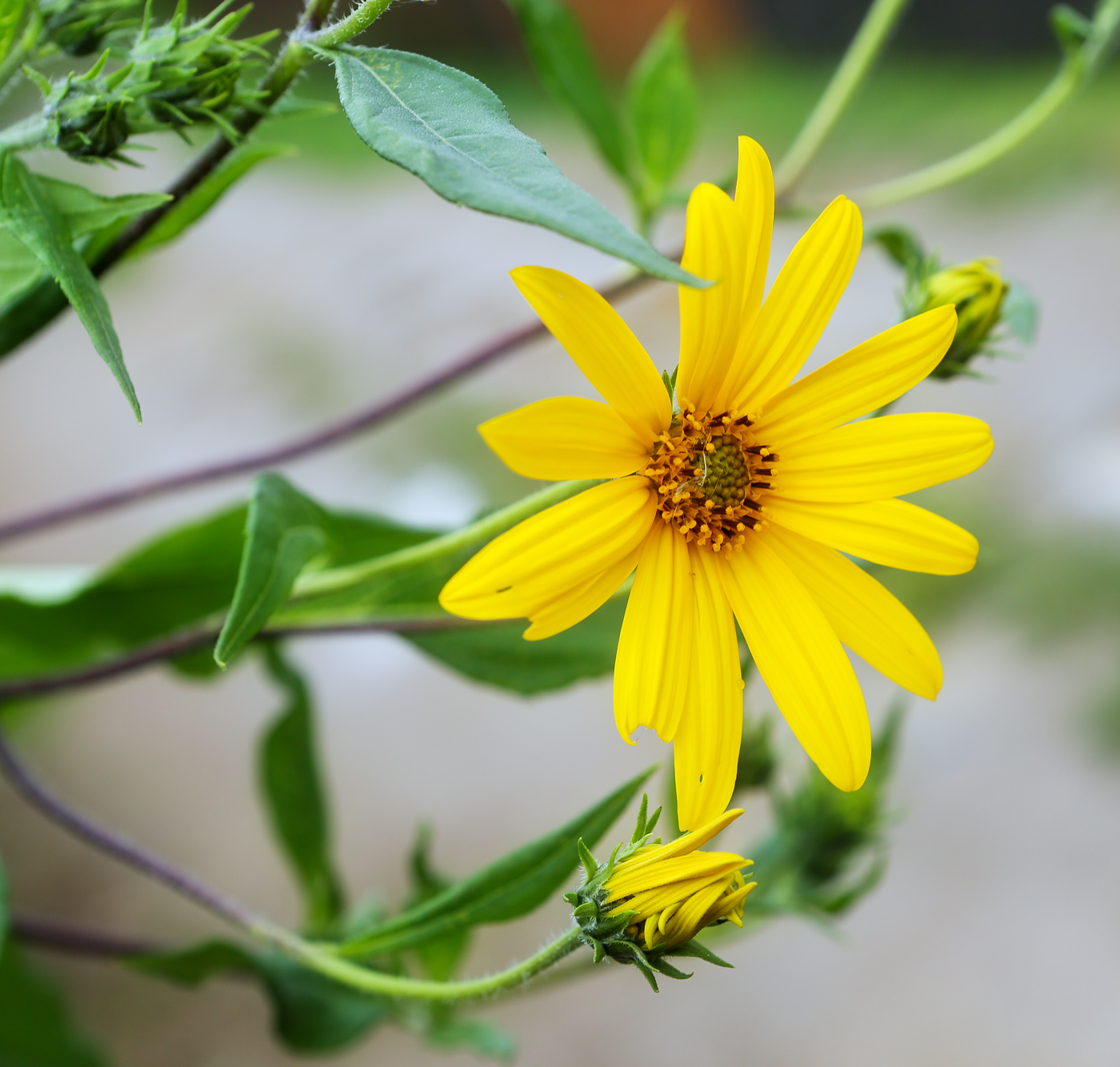 Image of Helianthus tuberosus specimen.