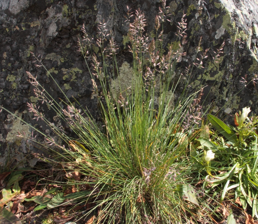 Изображение особи Festuca sphagnicola.