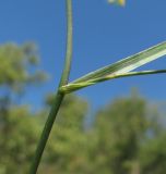 Bupleurum brachiatum. Часть побега. Краснодарский край, Абинский р-н, склон горы Западный Папай. 02.09.2016.