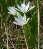 Ornithogalum balansae