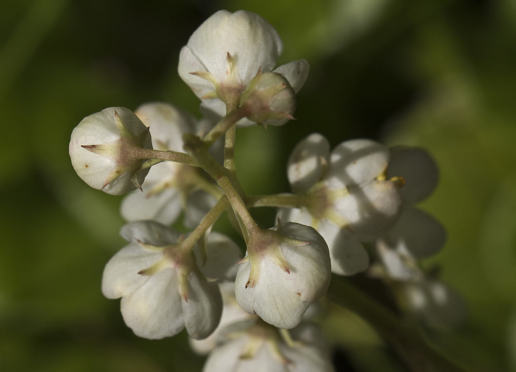 Изображение особи Pyrola rotundifolia.