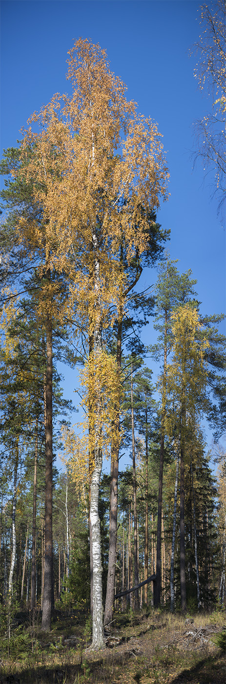 Изображение особи Betula pendula.