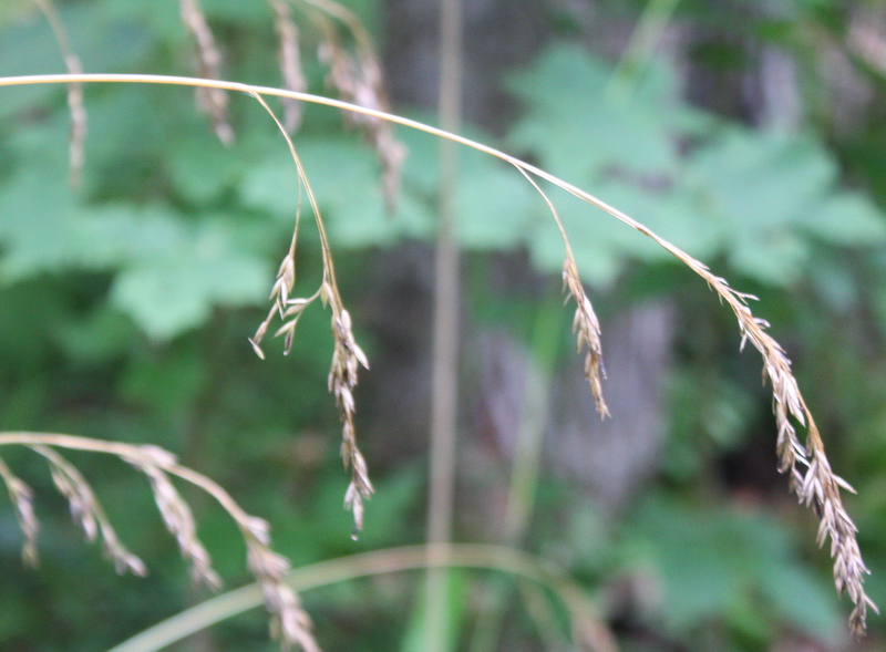 Изображение особи Festuca altissima.