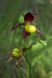 Cypripedium calceolus