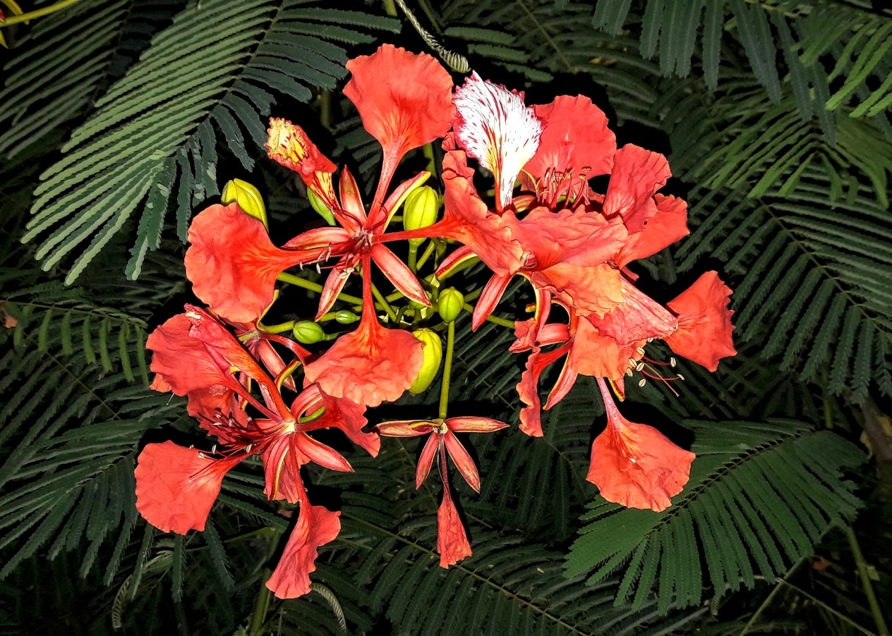 Изображение особи Delonix regia.