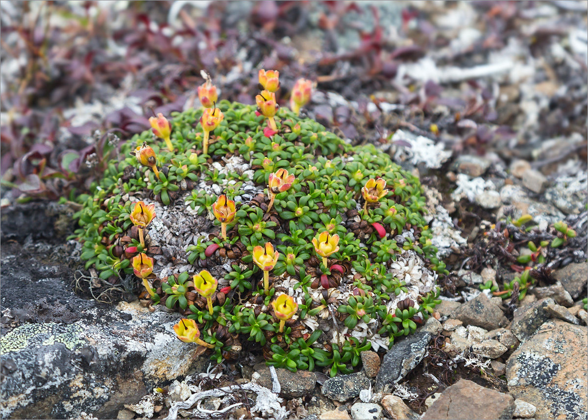 Изображение особи Diapensia lapponica.