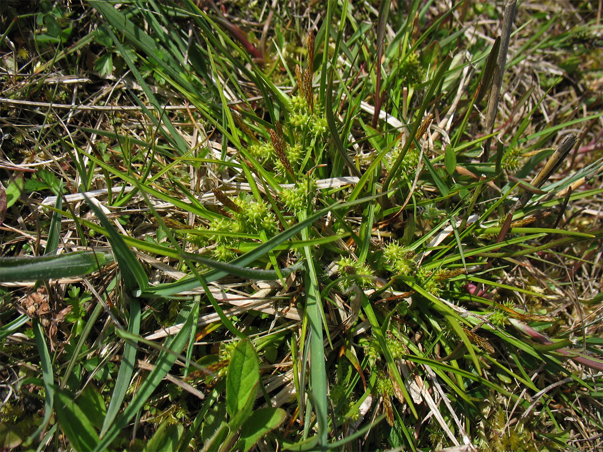 Image of Carex serotina specimen.