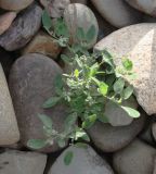 Chenopodium karoi. Мелкое цветущее растение. Хакасия, окр. с. Аршаново, дорожная насыпь. 23.07.2016.