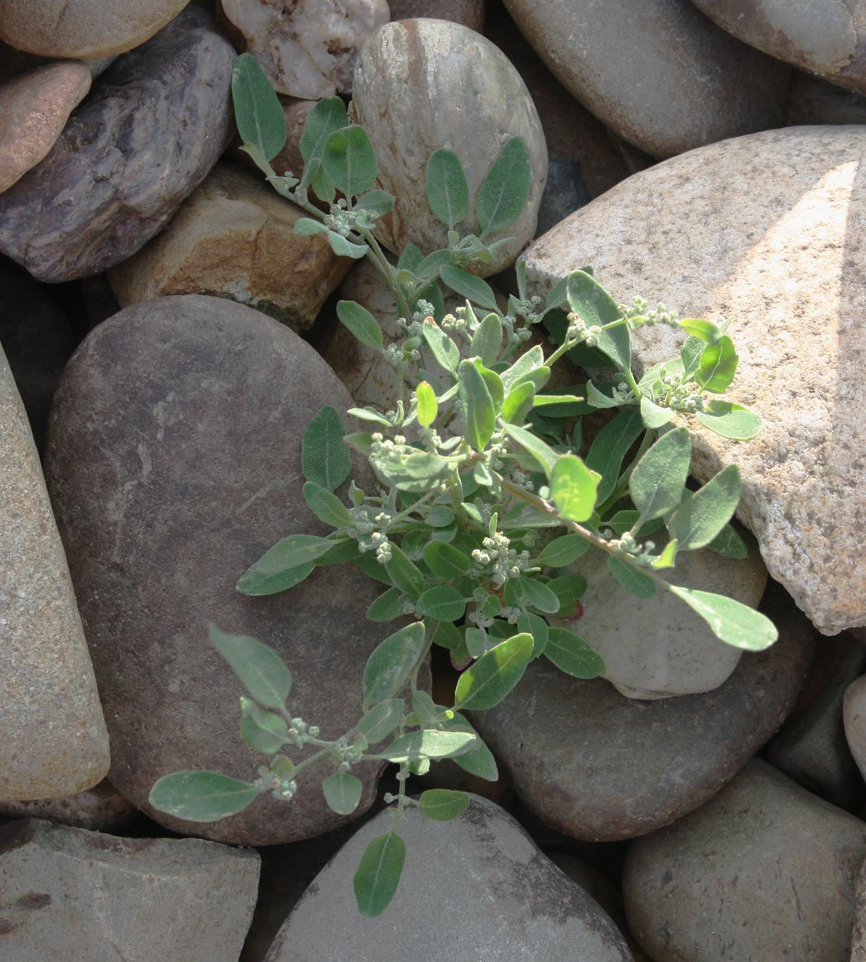 Image of Chenopodium karoi specimen.