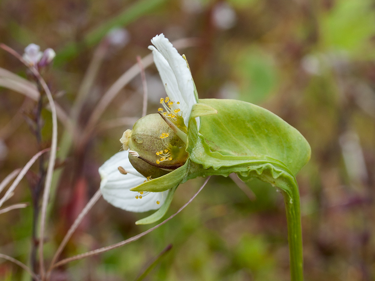 Изображение особи Parnassia palustris.