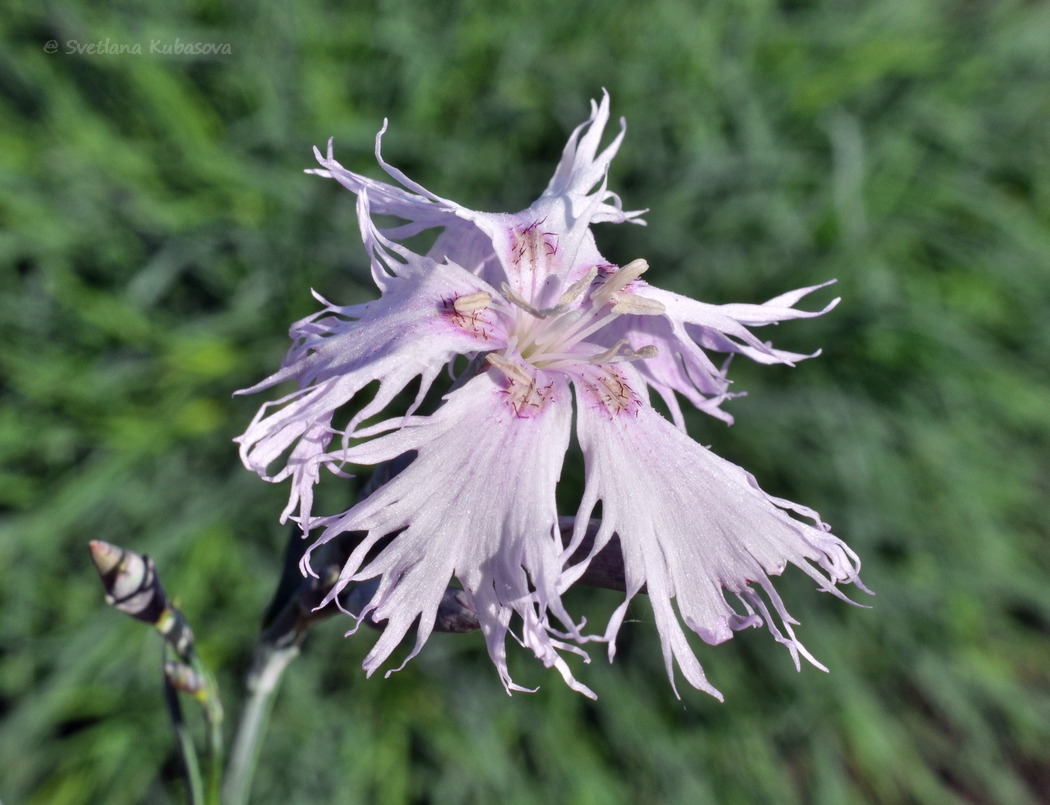 Image of Dianthus arenarius specimen.