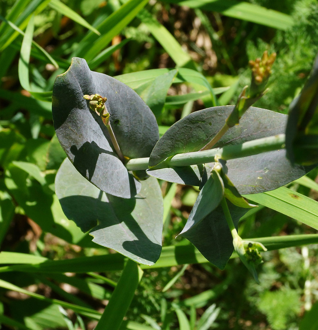 Image of Turritis glabra specimen.