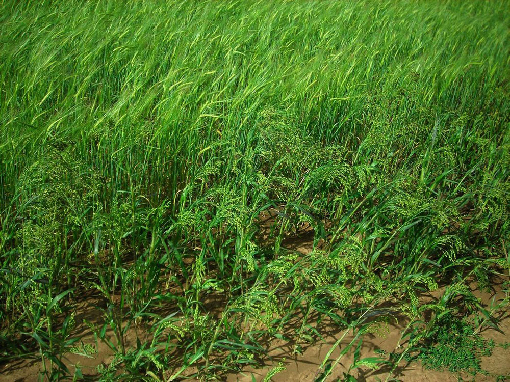 Image of Panicum miliaceum specimen.