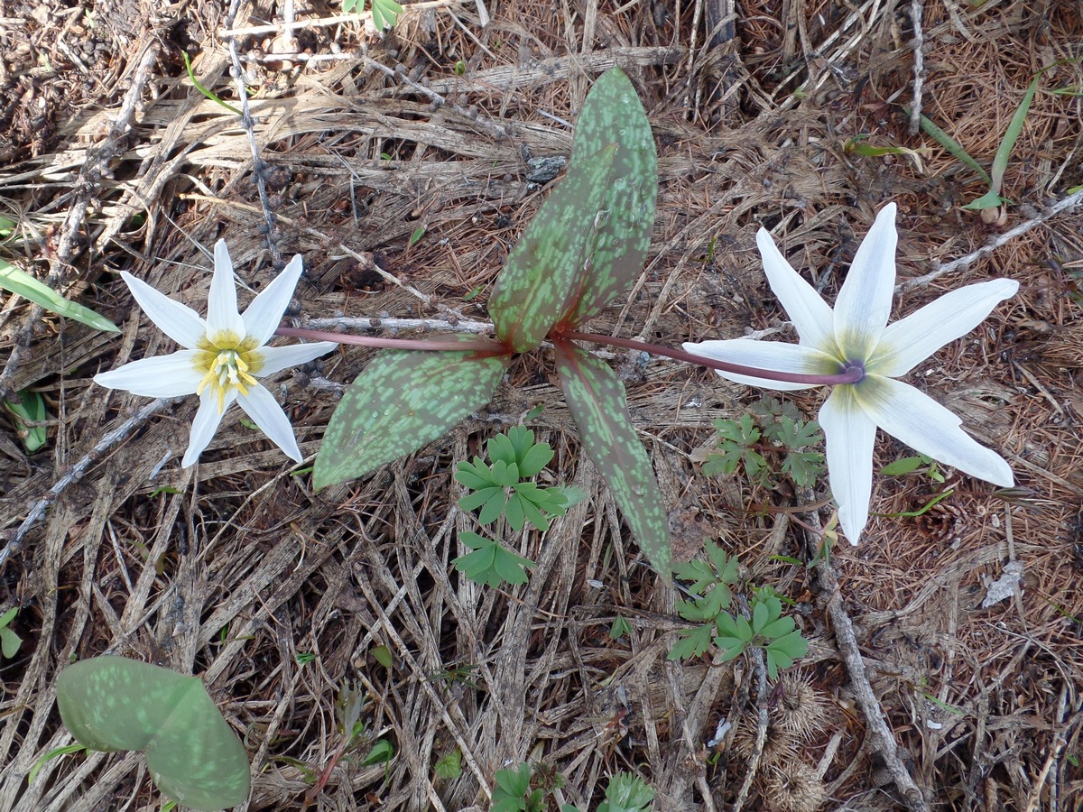 Изображение особи Erythronium sibiricum.