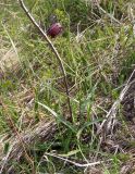 Fritillaria ruthenica