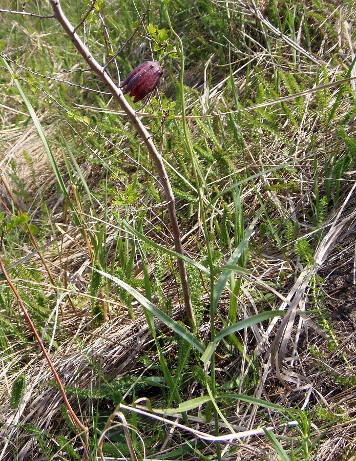 Изображение особи Fritillaria ruthenica.