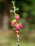Larix sibirica. Часть веточки. Иркутская обл., Шелеховский р-н, окр. с. Шаманка, сосново-берёзовый лес. 10.05.2016.