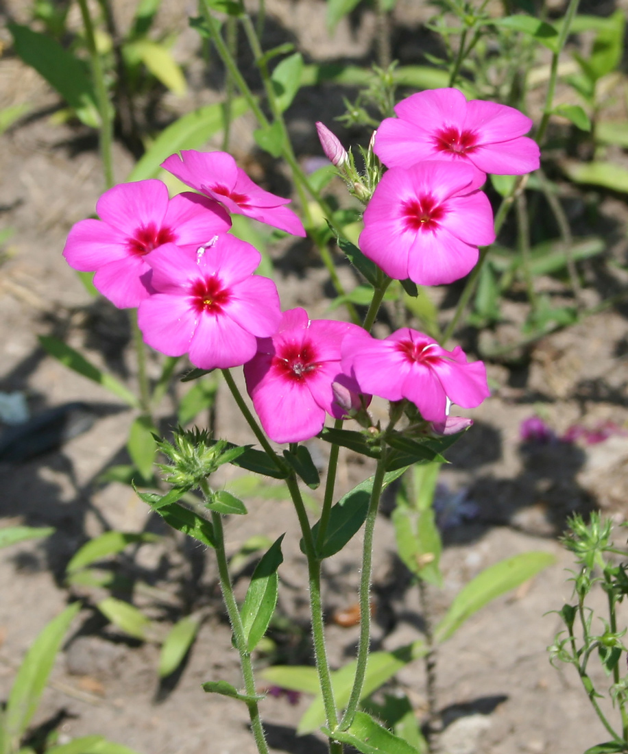 Изображение особи Phlox drummondii.