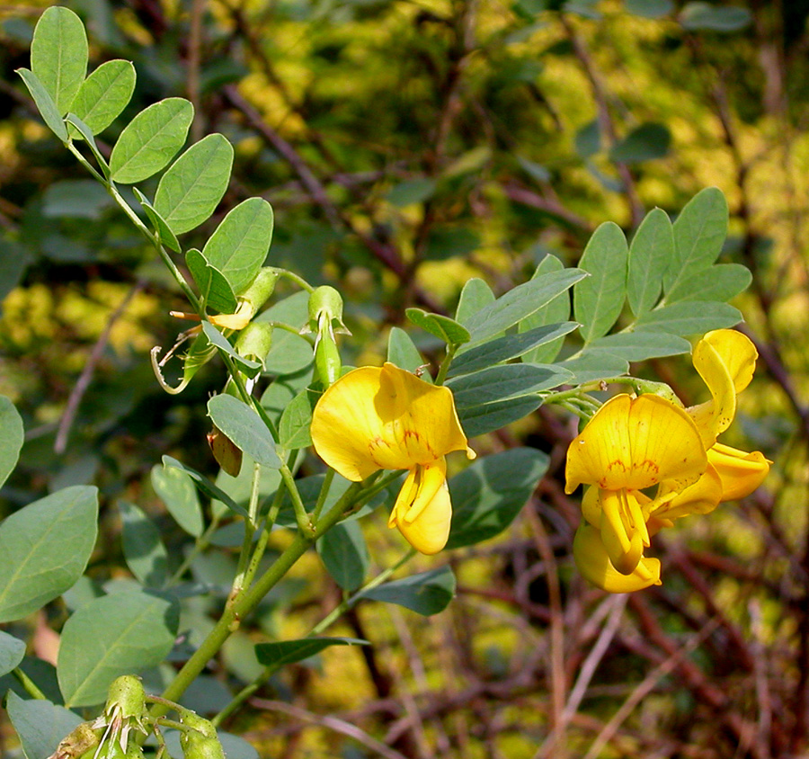 Image of Colutea cilicica specimen.