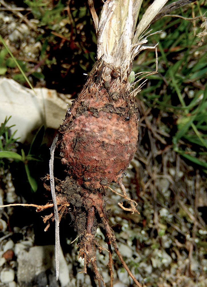 Image of Trinia hispida specimen.