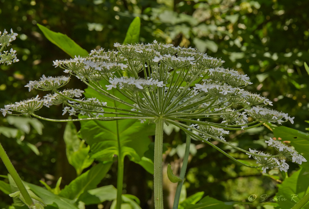 Изображение особи Heracleum mantegazzianum.