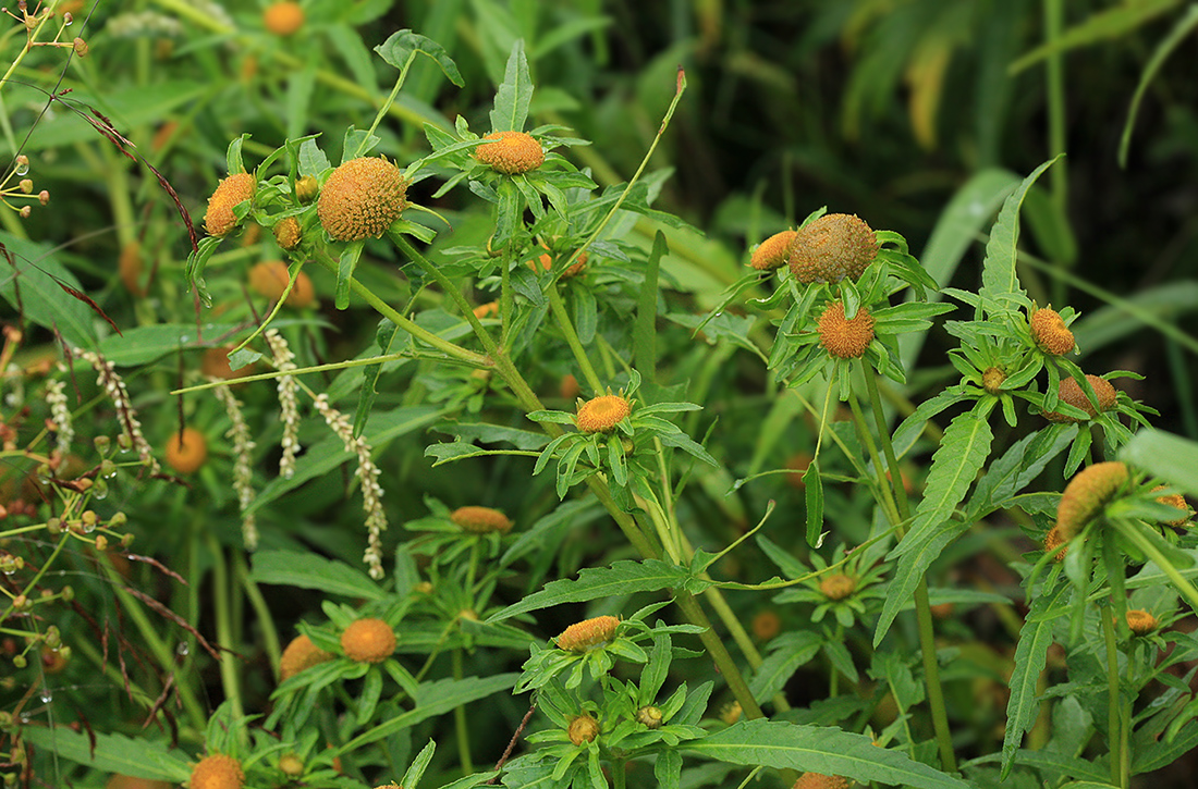 Изображение особи Bidens radiata.