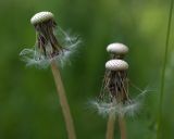 Taraxacum officinale