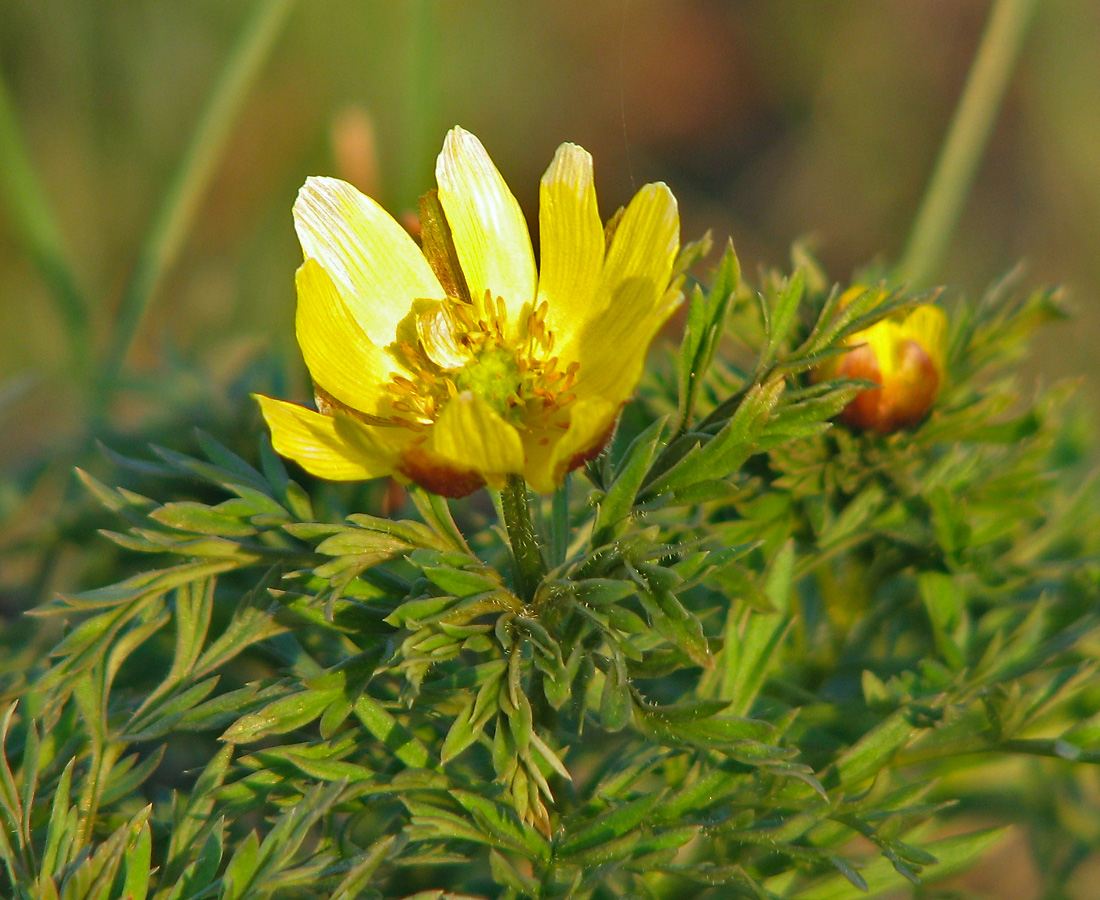 Image of Adonis volgensis specimen.