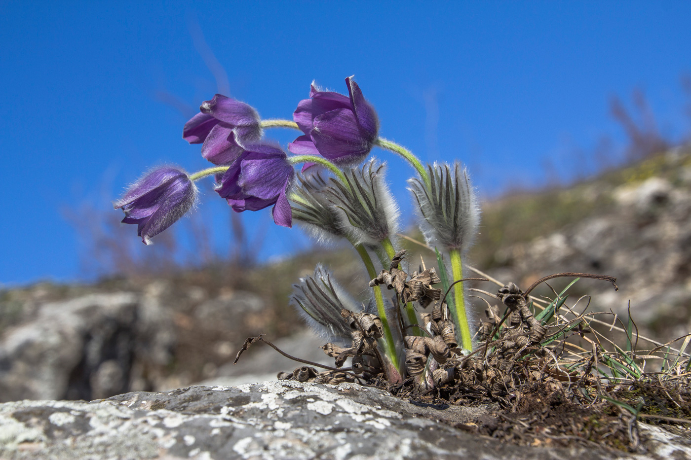 Image of Pulsatilla patens specimen.