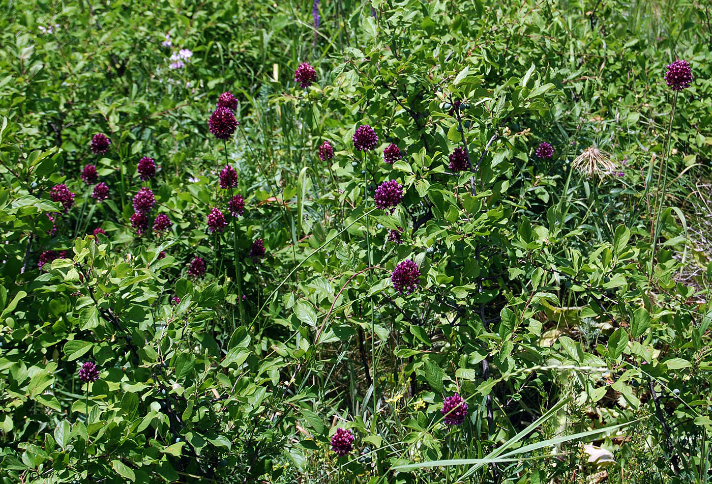 Изображение особи Allium rotundum.